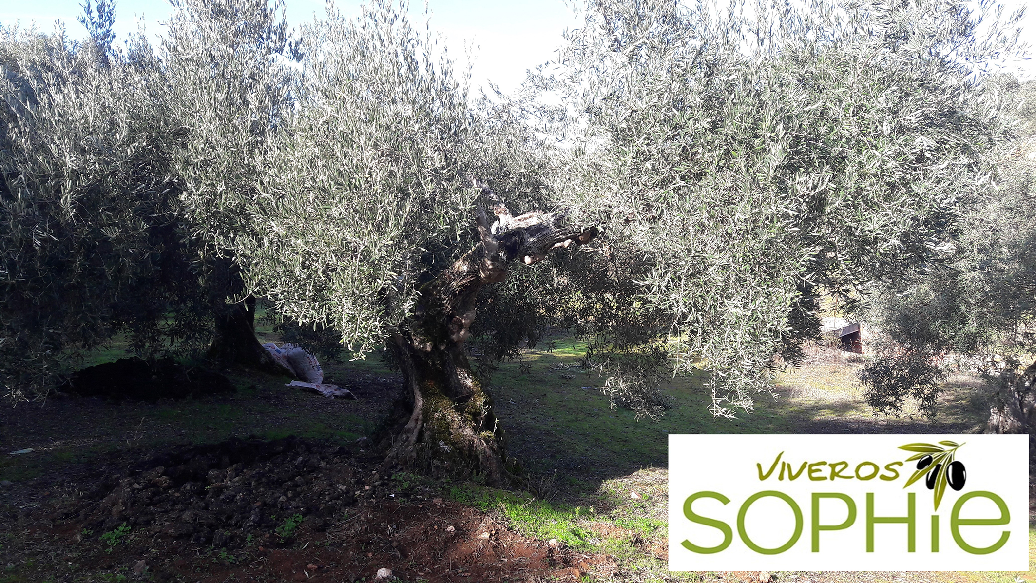 Variedad de olivo MELONCILLO